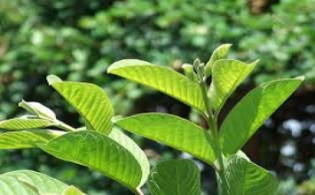 Không chỉ là cứu tinh cho rụng tóc, lá ổi còn giúp chống ung thư, tiểu đường, dị ứng…